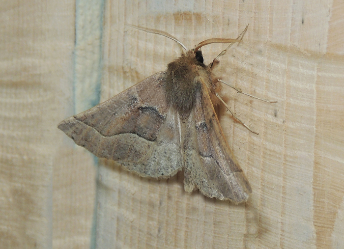 Crocallis tusciaria Geometridae